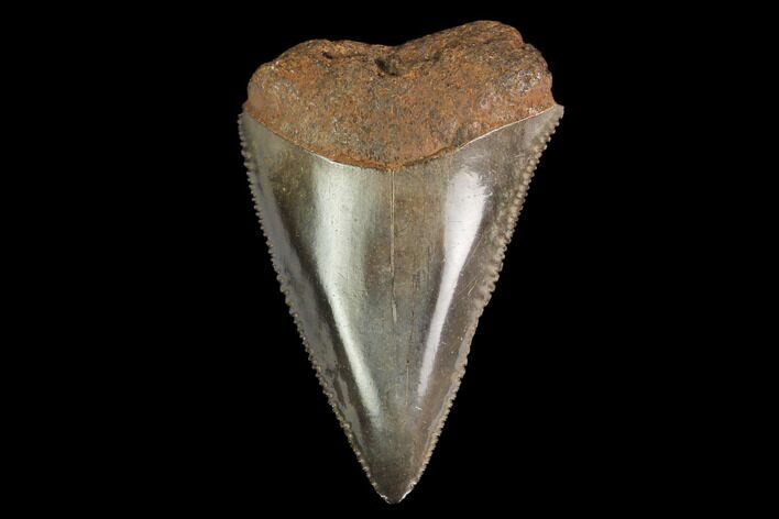 Serrated, Fossil Great White Shark Tooth - South Carolina #142304